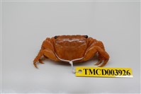 藏品(方形大額蟹)的圖片